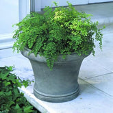 Photo of Campania Westport Planter - Marquis Gardens